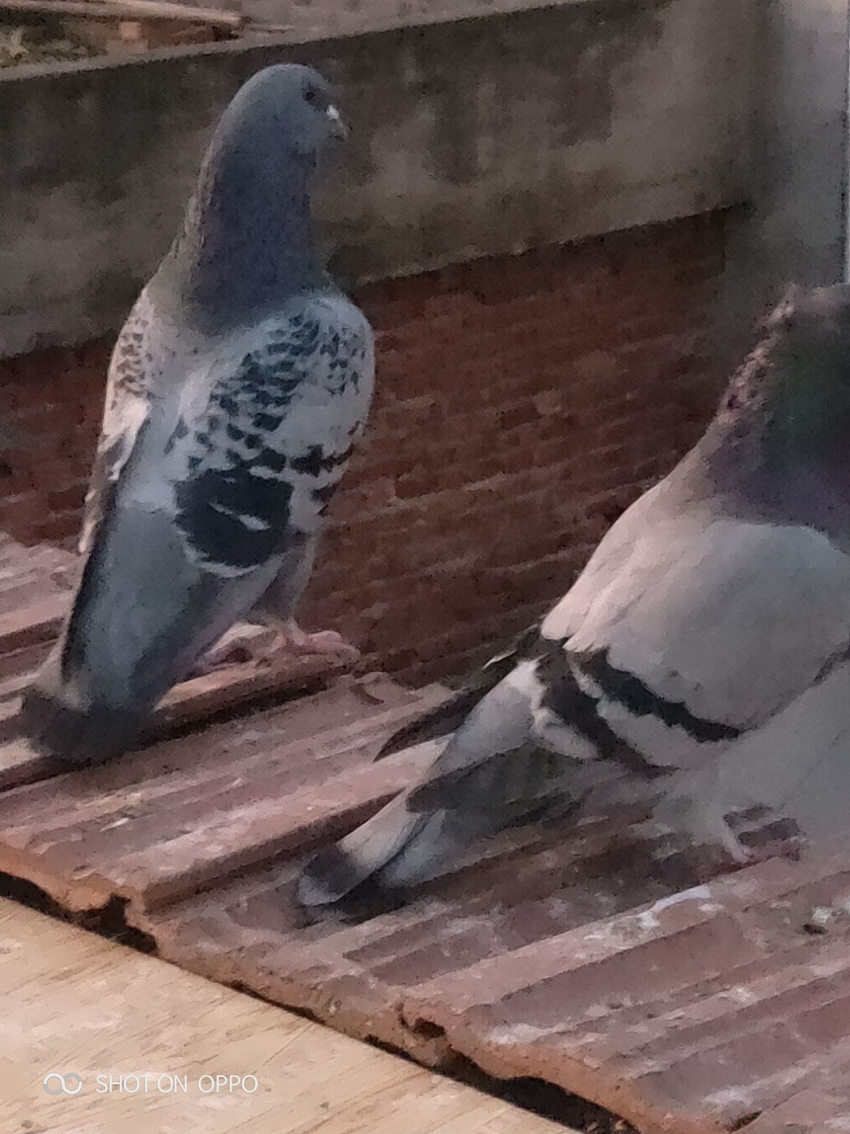 落地王鸽  落地王种鸽！繁殖能力强。抗病能力强。生长速度快。一斤多左右。