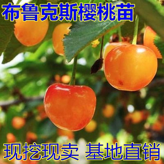 平邑县 布鲁克斯樱桃苗适合南北方种植