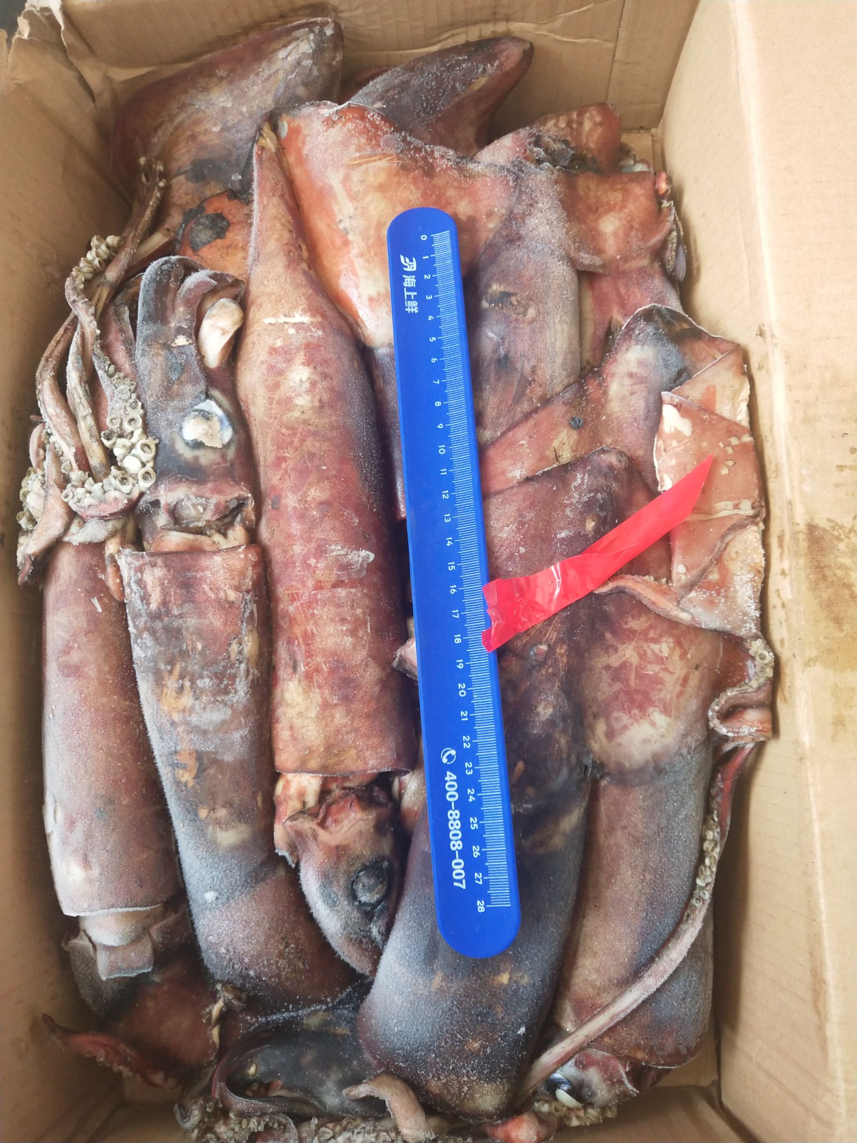 冷冻鱿鱼 印度洋鱿鱼