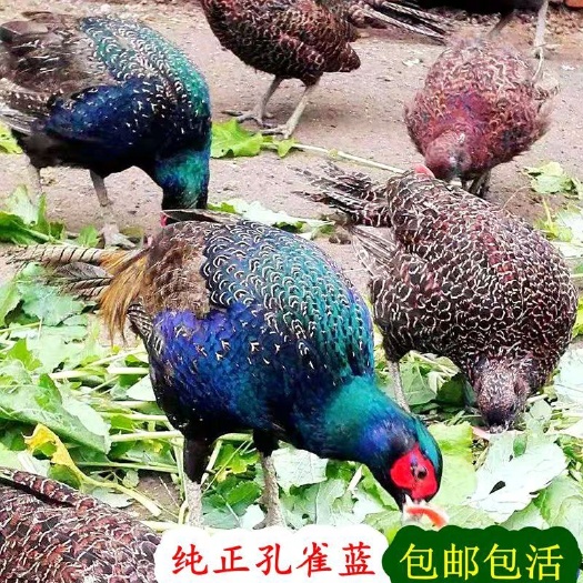 孔雀蓝山鸡活体，七彩山鸡一对起批包邮活送到家