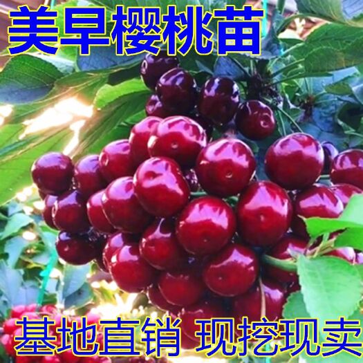 平邑县 美早樱桃苗适合南北方种植