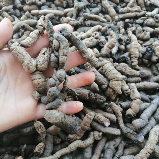 德庆县洗泥巴戟干货