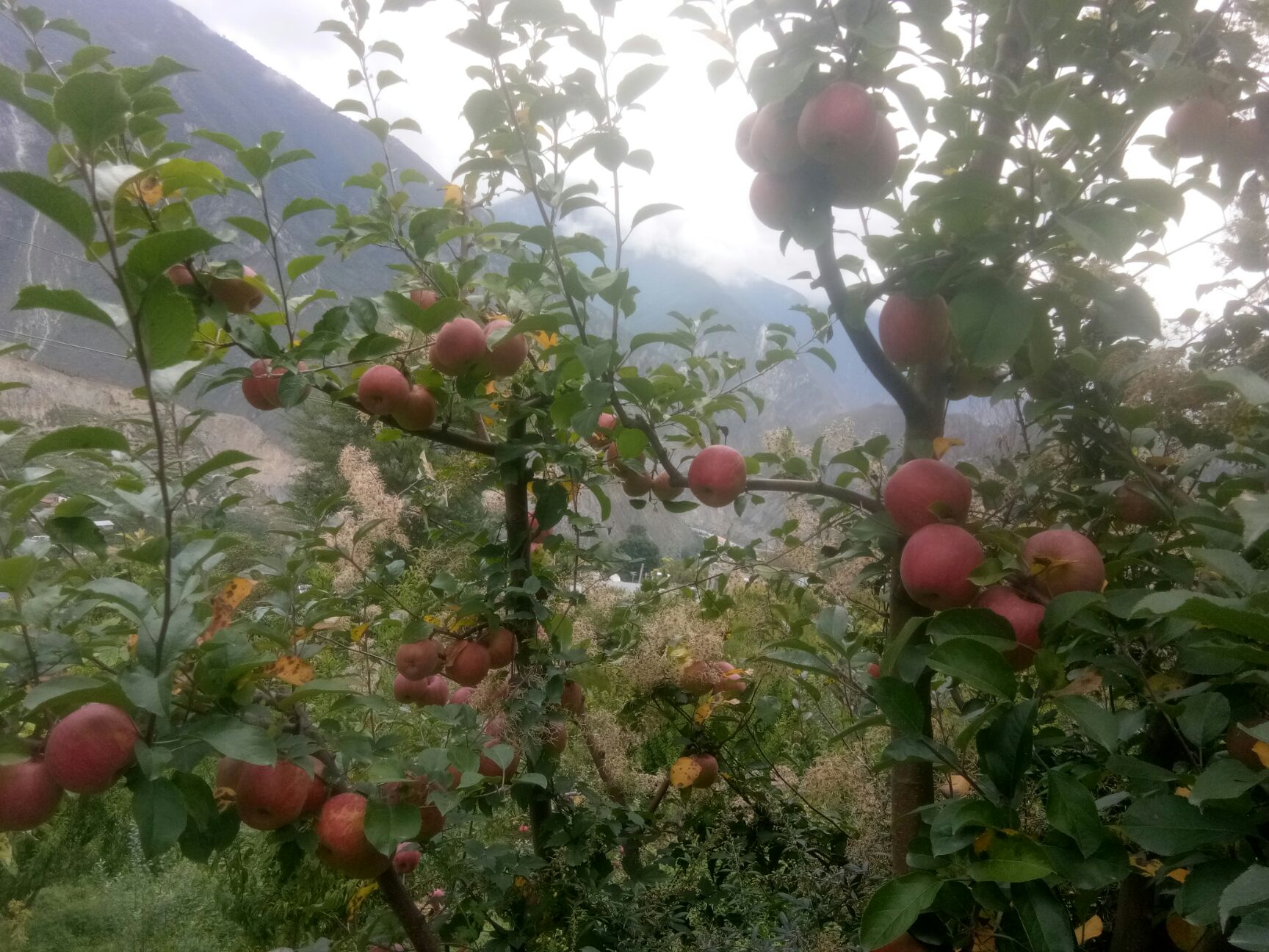  阿坝州糖心苹果