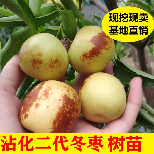平邑县 沾化二代冬枣树苗适合南北方种植