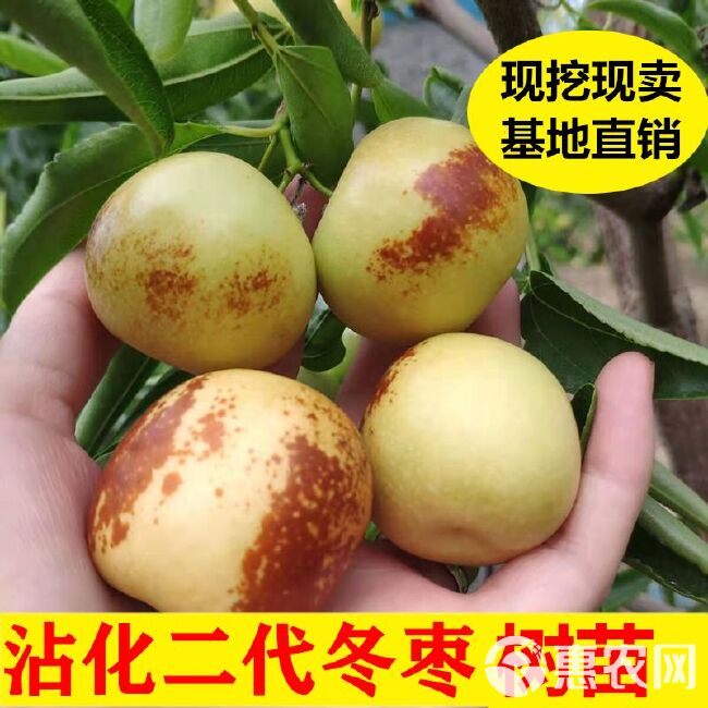  沾化二代冬枣树苗适合南北方种植