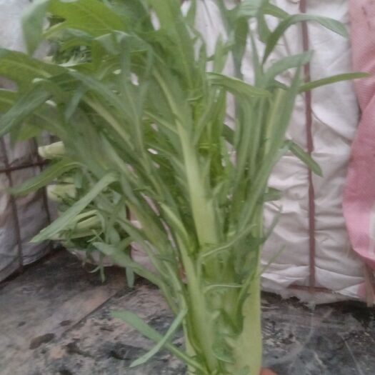 博白县纯香油麦菜 清甜，脆口