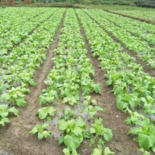 镇远县 高标准白菜苔欢迎你光临。
