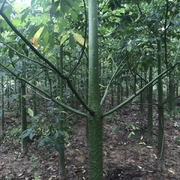 美丽木棉  美丽异木棉 （美人树） 量大质优、欢迎选购