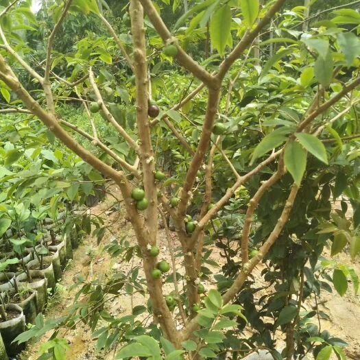 灵山县嘉宝果苗 四季早生嘉宝果营养杯苗。一年季都开花结果。