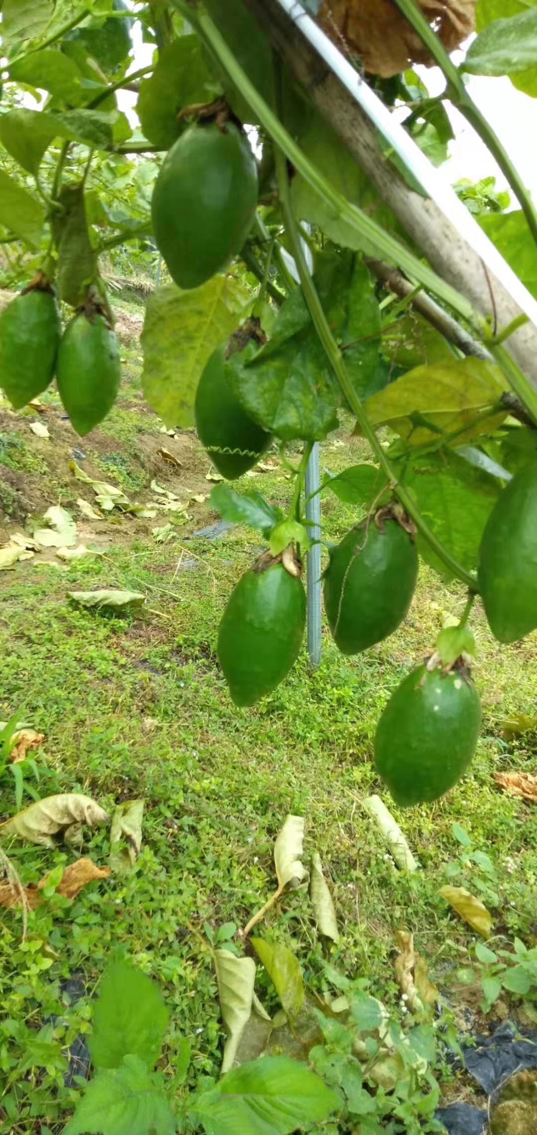 木瓜百香果苗 木瓜百香果