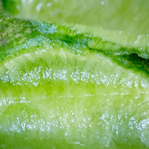 天津 沙窝水果萝卜 甜度达8% 正宗七星种子甜脆