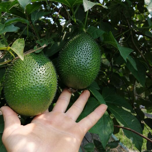 化州市 木鳖果苗供应