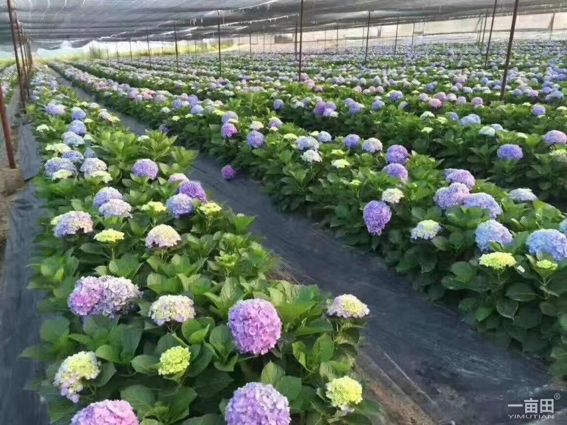 繡球八仙花無(wú)盡夏大海藍(lán)小海藍(lán) 精品小苗  用于園藝綠化工程