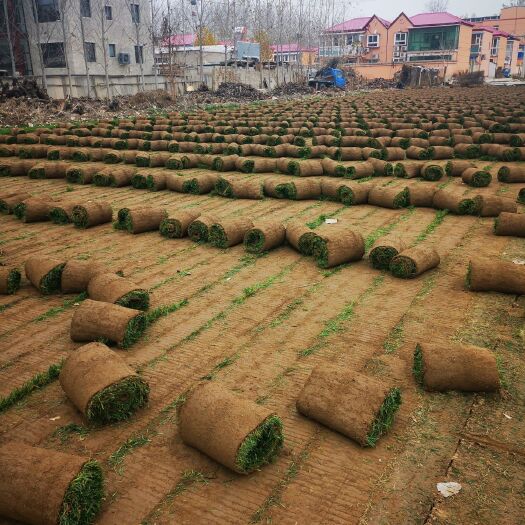 北京 冷季型草坪 高羊茅 早熟禾 各种绿化草坪 苗木