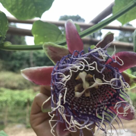 灵山县木瓜百香果苗 木瓜百香果
