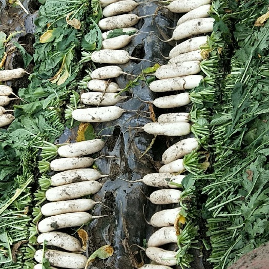 青神县白萝卜  本人常年种植萝卜及代办蔬菜一次合作终身朋友