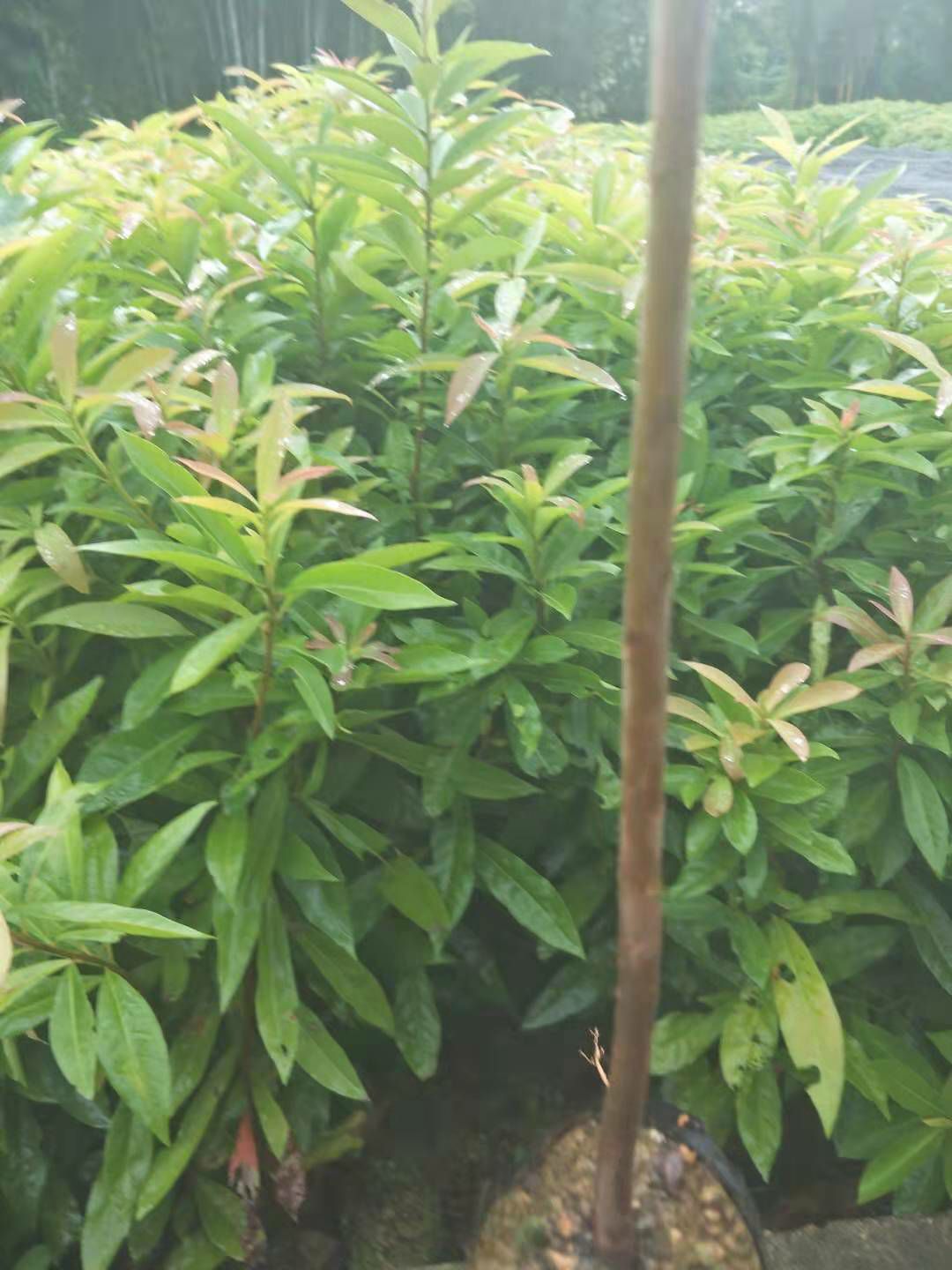 广州木荷袋苗  一百亩基地、专业培养木荷营养袋苗。
