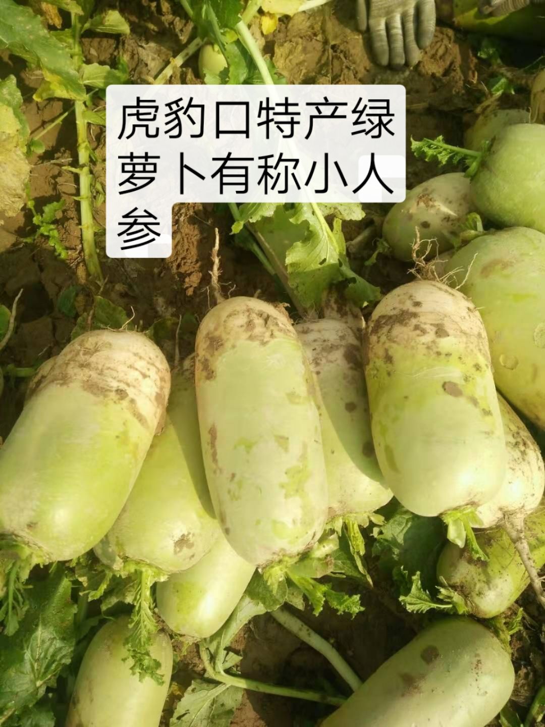 青皮绿萝卜 绿罗卜香甜可口