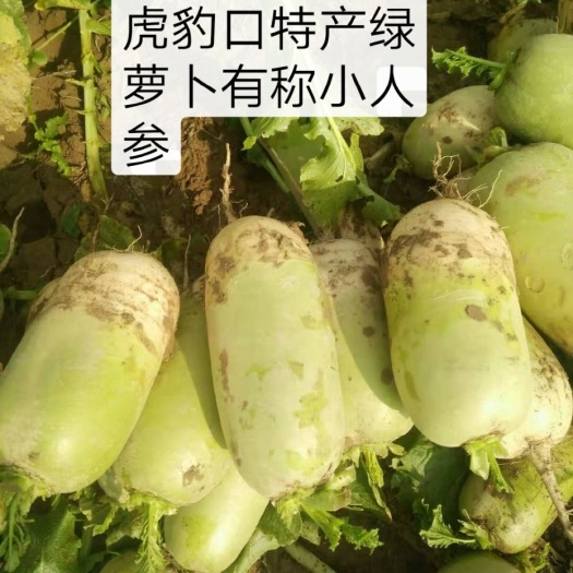 靖远县青皮绿萝卜 绿罗卜香甜可口