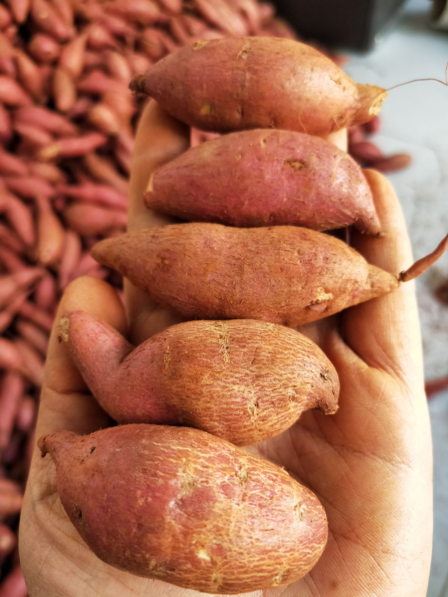 红心红薯 红心～玉指蜜薯