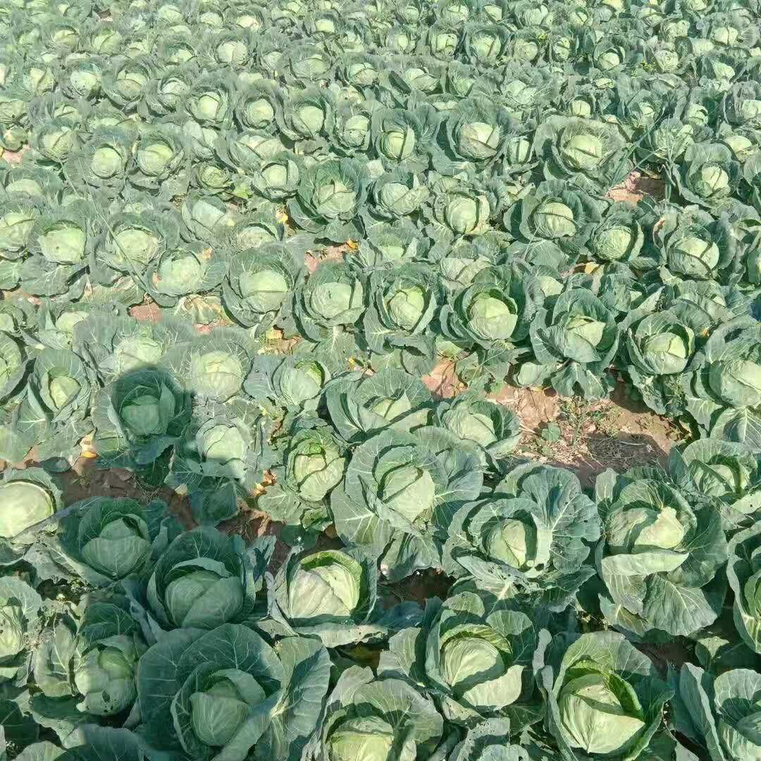 青皮绿萝卜 绿罗卜香甜可口