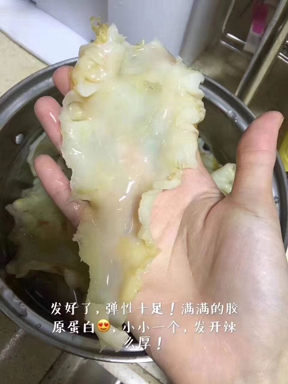 鱼膘 鱼鳔