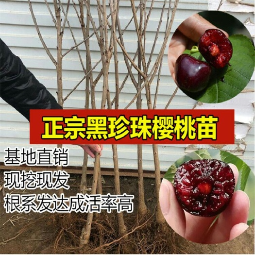 平邑县 矮化黑珍珠樱桃树苗嫁接美早、红灯、俄八黄蜜樱桃苗包成活挂果