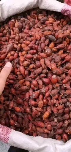 亳州金樱子OEM代加工各种花茶，袋泡茶，固体饮料，方便食品，足浴