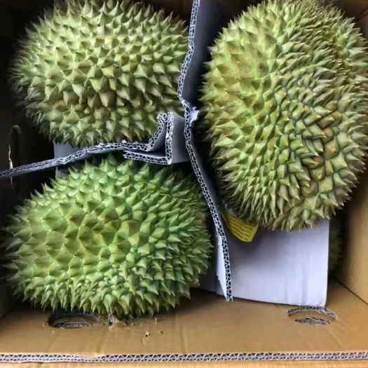 凭祥市干尧榴莲  干尧一级500