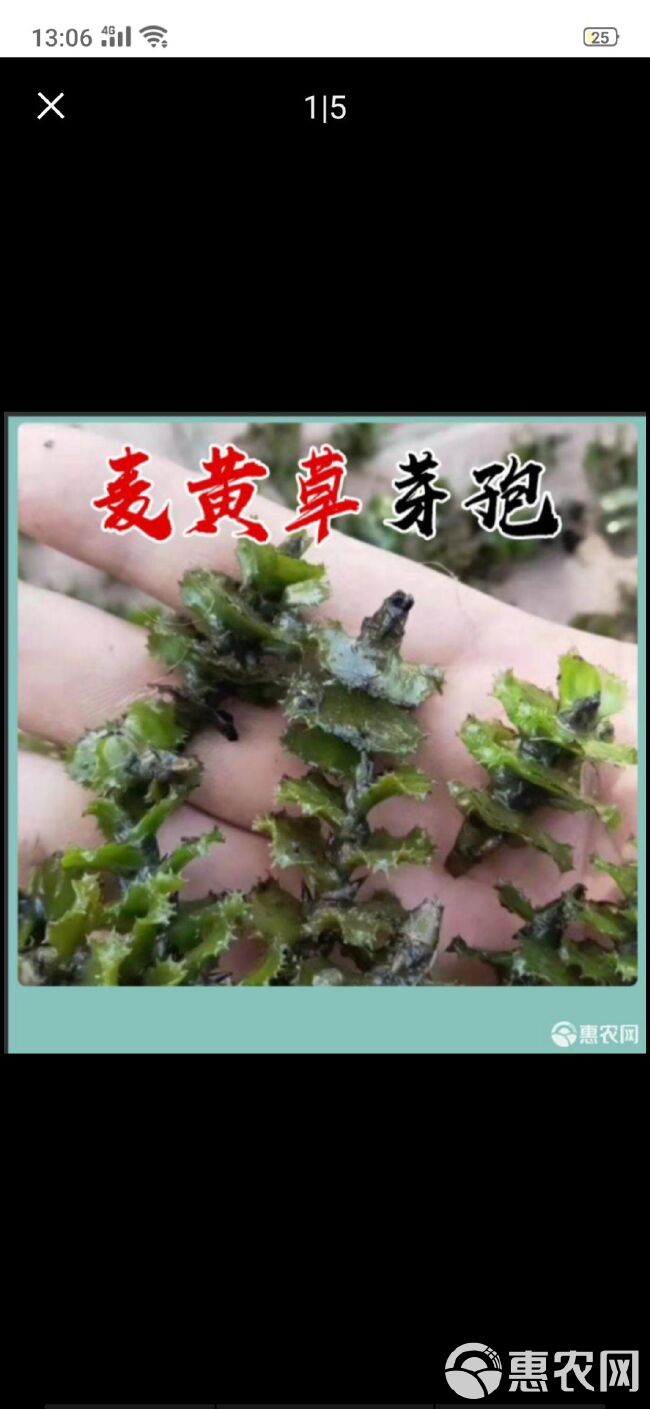 龙虾，闸蟹，鱼专用麦黄草