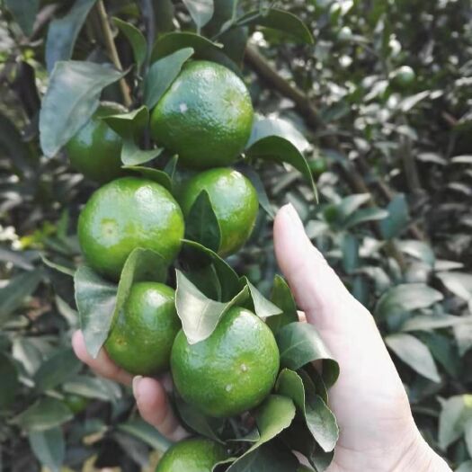 金秀县青皮蜜桔 10万斤青皮蜜橘，果农要求30起步，2.2左右