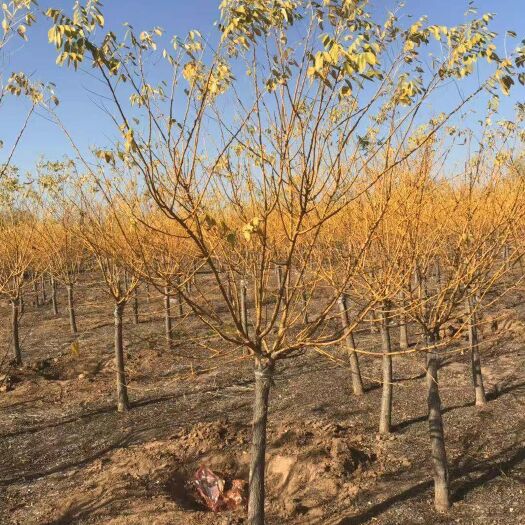 博野县大量出售各种规格金枝，金叶槐，高接，矮接。