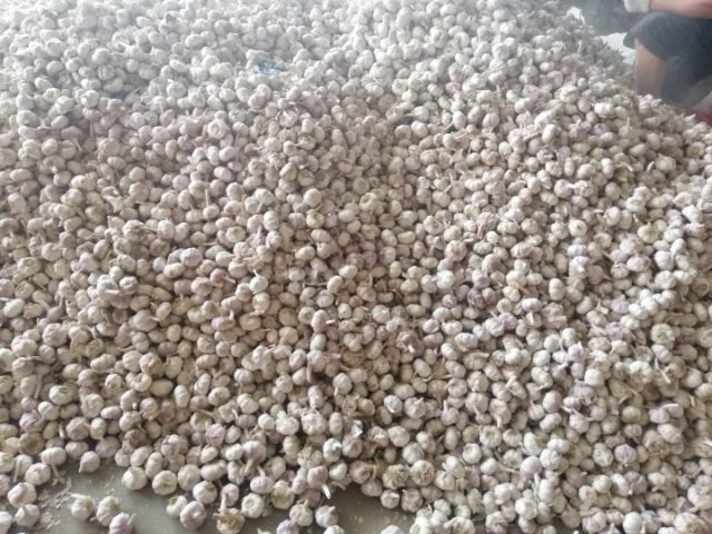 杞县红皮蒜  出售杞县冷库大蒜。品质保证，价格美丽