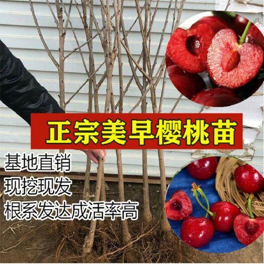 平邑县 嫁接矮化美早樱桃苗南北方可种、车厘子黑珍珠、红灯品种齐全