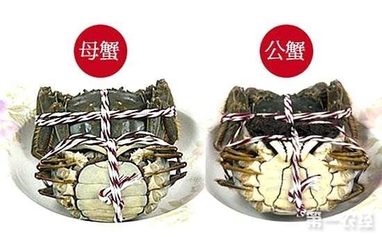 南宁 大闸蟹