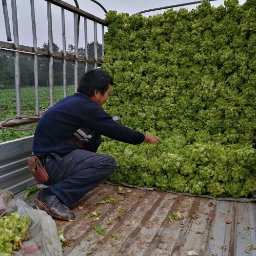 遂宁 四川早儿菜