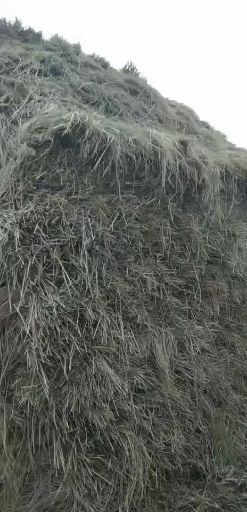 天门市优质齐稻草出售长80至100公分