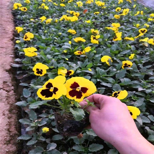 青州市 耐寒花卉三色堇 蝴蝶花 山东青州花卉基地