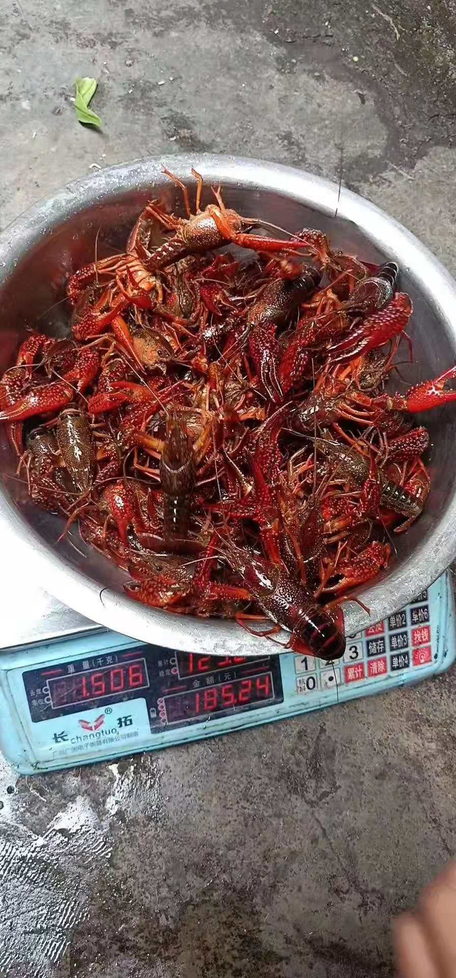 潜江小龙虾 湖北 潛江 小龍蝦 專業養殖技術 專人挑選
