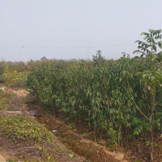 赞皇县苹果枣苗 出售中华寿桃，嫁接核桃苗，苹果，枣苗等苗木及占地用苗
