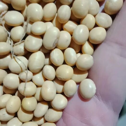 汉川市黄大豆 九月寒大粒王，中黄，比重筛选，适合做各种豆制品和油泡