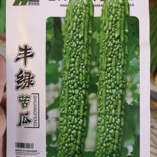  豐綠苦瓜種子 翠綠色 抗病性強 果長35厘米左右結(jié)瓜能力強