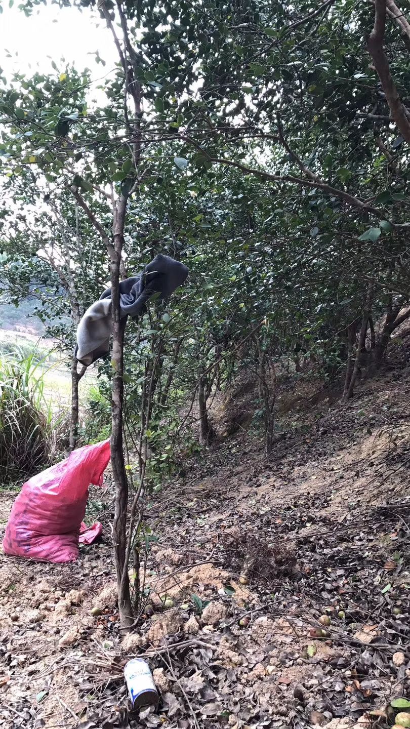 油菜籽 茶油可以支持任何机构鉴定量多优惠。