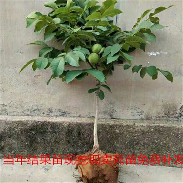  核桃苗嫁接核桃苗8518薄皮核桃苗南北方种植