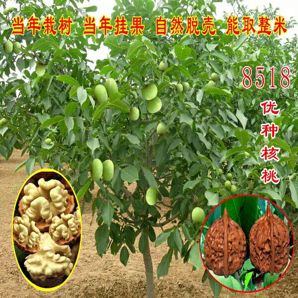  核桃苗嫁接核桃苗8518薄皮核桃苗南北方种植