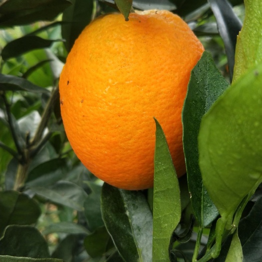 蒙自市长虹脐橙 纽荷尔脐橙
