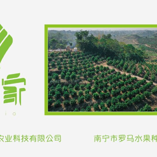 南宁贡桔 广西邕宁区禾家生态果园-罗马贡柑隆重上市！