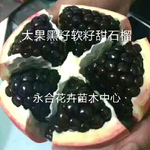 平邑县 大果黑籽软甜石榴树苗，特甜好吃，糖度高，口感好，现挖现发。