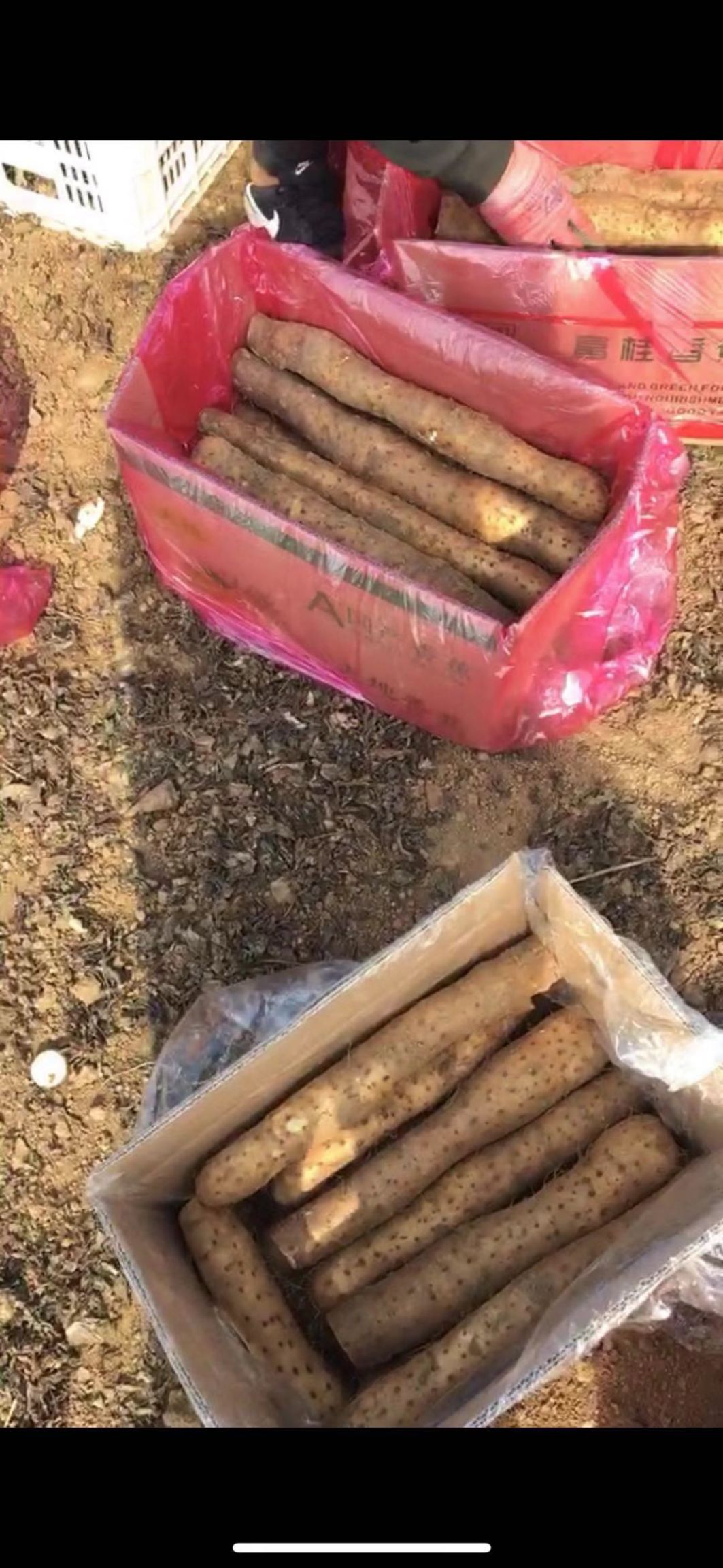  白玉牛腿山药