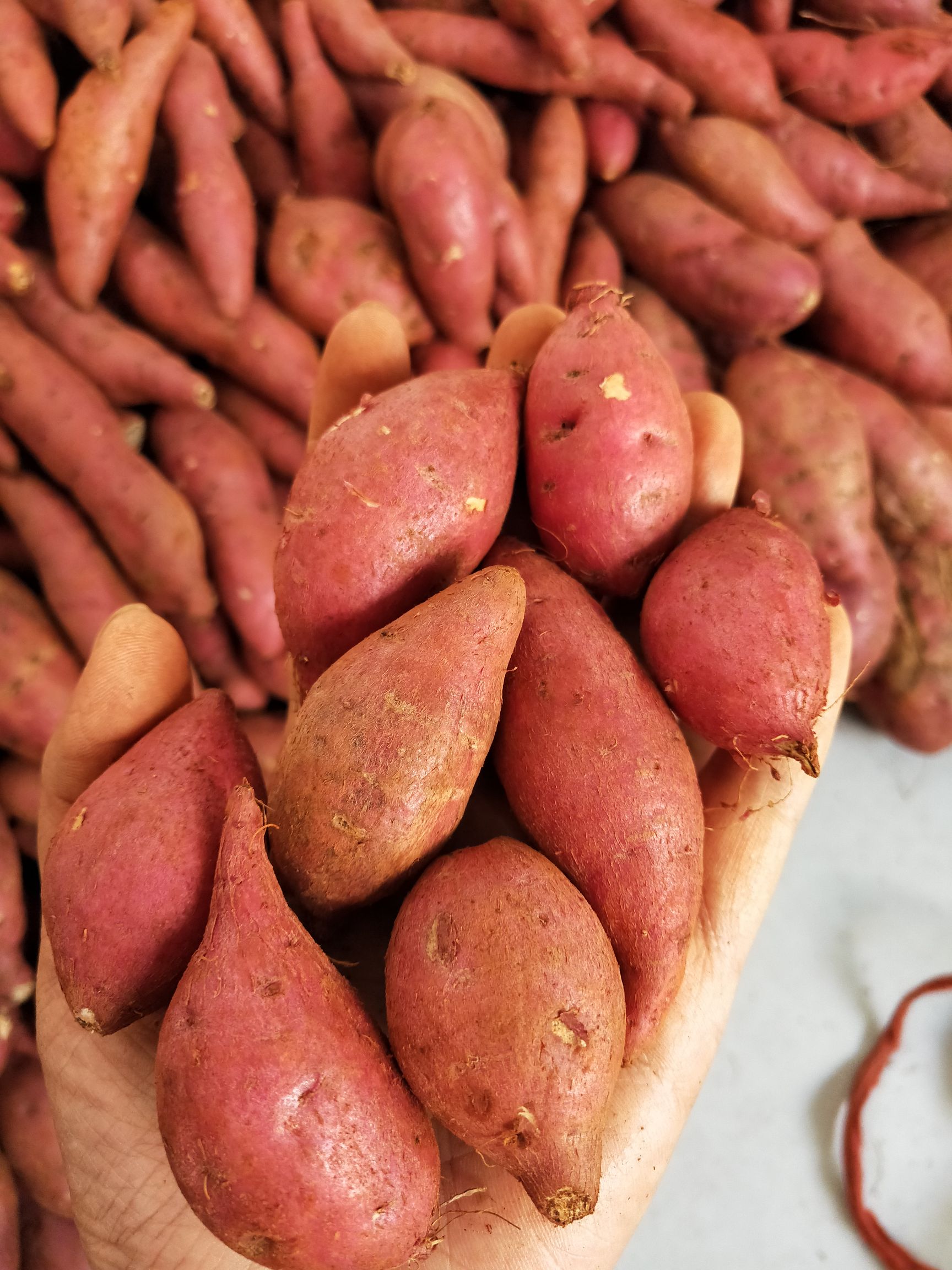 红心红薯 红心～玉指蜜薯